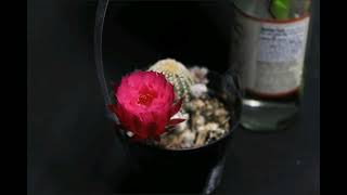 time lapse of a lobivia cactus with a pink flower