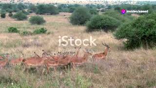 Leopard Kills Baby Impala After Birth - African Wildlife Tragedy