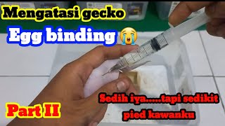 MENGATASI LEOPARD GECKO YANG EGG BINDING PART II