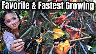 Discover the Amazing Variegated Yam Plant & Care Guide, Dioscorea Dodecanuera / Discolor Houseplant