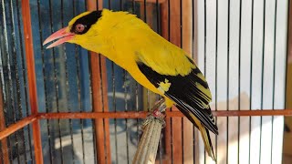 BURUNG KEPODANG GACOR ISIAN DARI ALAM UNTUK PANCINGAN KEPODANG BAHAN OMBYOKAN