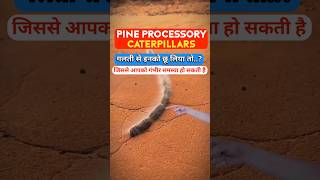 PINE PROCESSORY CATERPILLARS' #facts #shortvideo