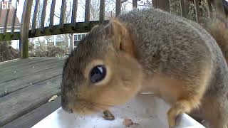 Can I get some peanuts here?