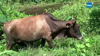 Découvrez le bœuf Moka : la vache locale de La Réunion