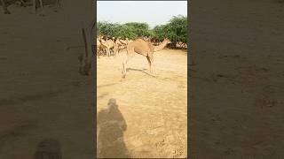 Dancing baby camelsرقص طفل الجمل#viralvideo #ytshorts