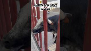 2 encierro Alameda de la Sagra 17-8-23 #encierro #toros #españa