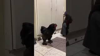 who escaped from Mariupol, took a rooster with he #feedshorts  #feed