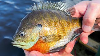 BIG BLUEGILL SLAM!! - 2024