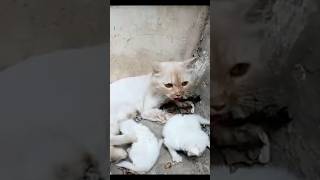 Rescue Cat: Abandoned White Cat with Homeless Kittens Needs Immediate Help