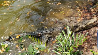 White Crocodile Feeding at Bhitarkanika Wildlife Sanctuary, Odisha