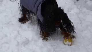 Bonkers dog plays in the snow with favorite ball