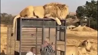 LION🦁 - POWERFUL KING OF BEASTS | 👍ANIMALS