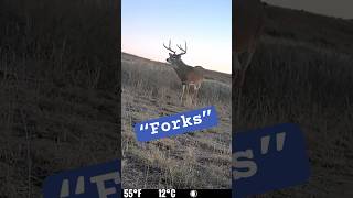 Target buck: “Forks” #hunting #deerhunting #shorts