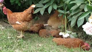 Chicken Spa, chickens waiting in line to get a dust bath.