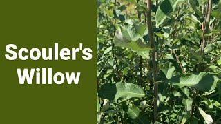 Scouler's Willow