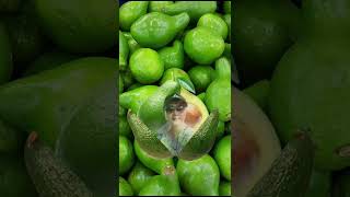 avocado girl #yummytaste #meme #lucu #funplay #short