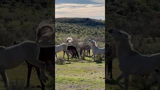 Wild Horses Forever Free #horsevideo #wildlife #wildanimal #amazinghorse #horselife #equestrian #fyp