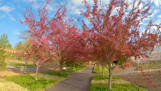 Crabapple and Cherry Blossom Bloom: Drone Fly Through