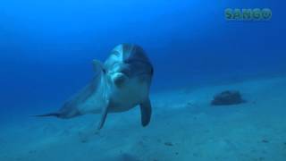 Bottlenose Dolphin