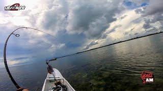 Tarikan Luar Biasa Dari Ikan Bergigi Tajam !!