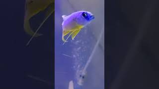 Cichlid gondrong spek kontes #viral #cichlid #shorts