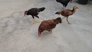 Black and Brown chicken enjoying mid day feeding Hand feeding seeds