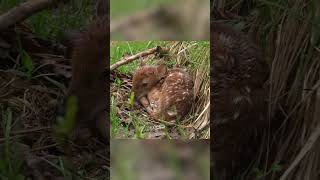 Baby Deer Only Hours Old! #animals #wildlife #deer