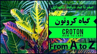 ⛔ [ گیاه کروتون یا Croton ] 🌱 راهنمای کامل نگهداری از گل و گیاهان آپارتمانی