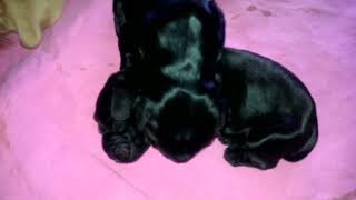 Bibi's Puppies 1