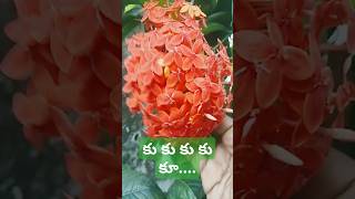 కు కు కు కు కూ.... కొమ్మ రెమ్మ #trending viral shorts#