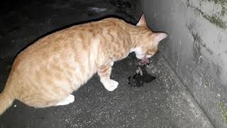 Kucing makan  tikus