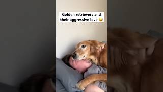 Morning wake-up when you have a golden retriever 🤣