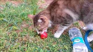 Funny cats - Red soft toy and cat movements