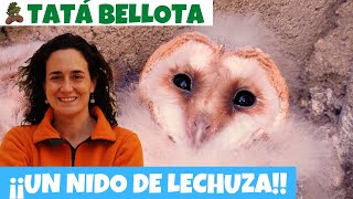 30. Un nido de lechuza con sus bebés volantones recién nacidos