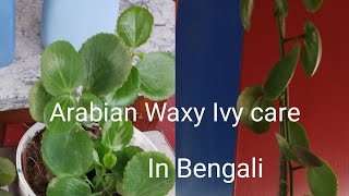 Plant for beginners. Arabian Waxy Ivy / Venezulen tree vine care tips in bengali.