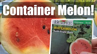 Watermelon Tasting (Bush Sugar Baby) [Adv.8]