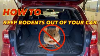 How to keep rodents our of your car / Auto Detail Advice