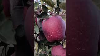 #Root M9 Kingrot || sinichio Gala || mema master || apple#reels