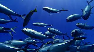 Diving with Lizzie and Sean in the Bigeye Trevally School