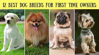 12 Best #dog  Breeds For First Time Owners