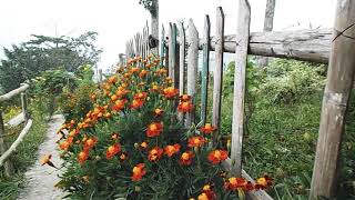 Mansang. Teesta River View Homestay