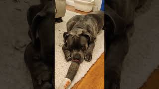 Cane Corso Gets Camera Shy