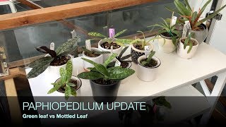 Paphiopedilums - Mottled-leaf vs Green-leaf Care