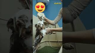 Cute Dog Taking a Bath  | May The Shorts Be With You  #shorts