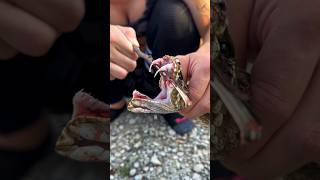 সাপের বিষদাঁত কেমন হয় দেখুন | Snake Fangs #shorts #snake #snakevideo