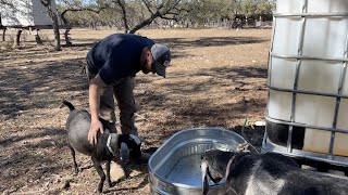 IBC Tote Livestock Waterer