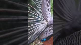 Peacock dance close up #shorts