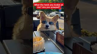 gorgeous corgi sunglasses