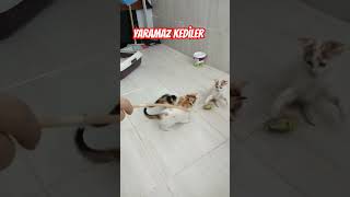 Komik yaramaz scotish  kediler - kedi sakarlıkları 2023 komedi #cat #sweet