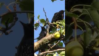 Собрание скворцов на груше (Sturnus vulgaris) #birds #nature #birdsounds